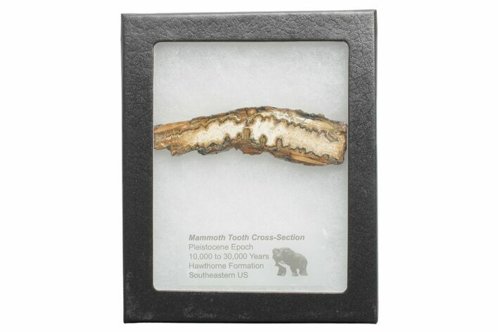 Mammoth Molar Slice with Case - South Carolina #217927